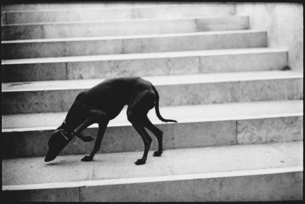 Giacomo Brunelli, Untitled #20 (Greyhound), 2021