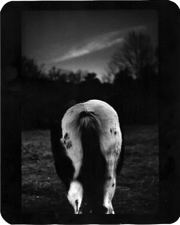 Giacomo Brunelli, Horse White Bottom, 2005-2009