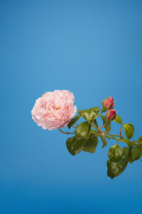 Luke Stephenson, Strawberry Hill, 2017