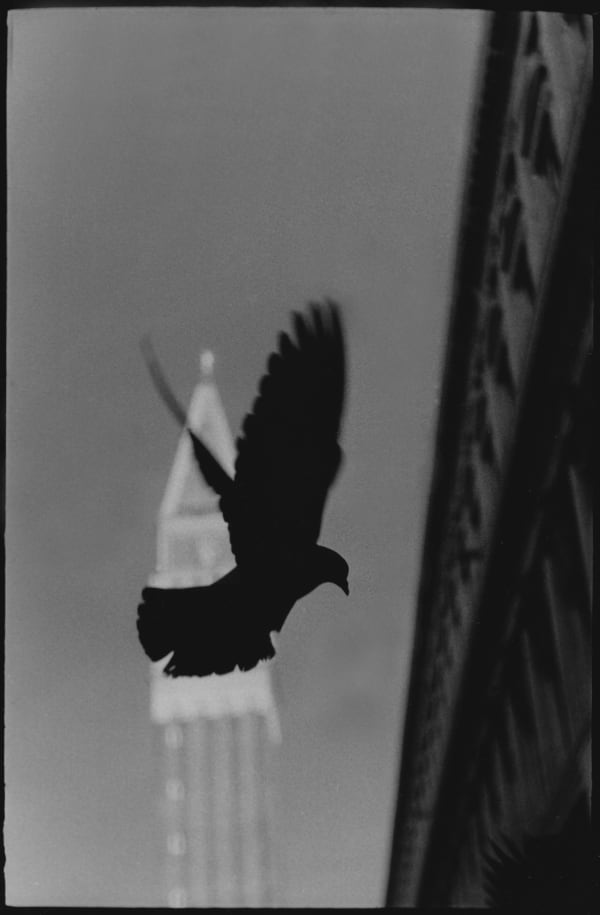Giacomo Brunelli, Untitled #05 (Pigeon St. Mark's), 2021