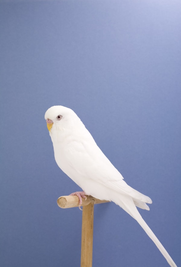 Luke Stephenson, Budgie #8, 2008