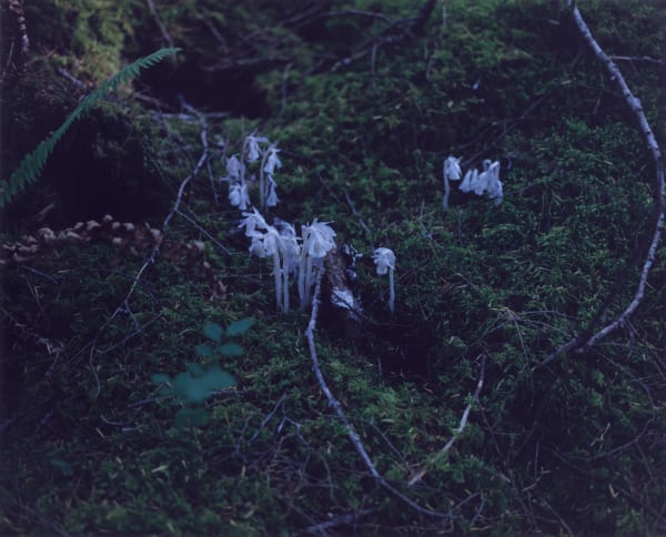 Chrystel Lebas, Regarding Forests' details, Hoh Rain Forest #55, 2019