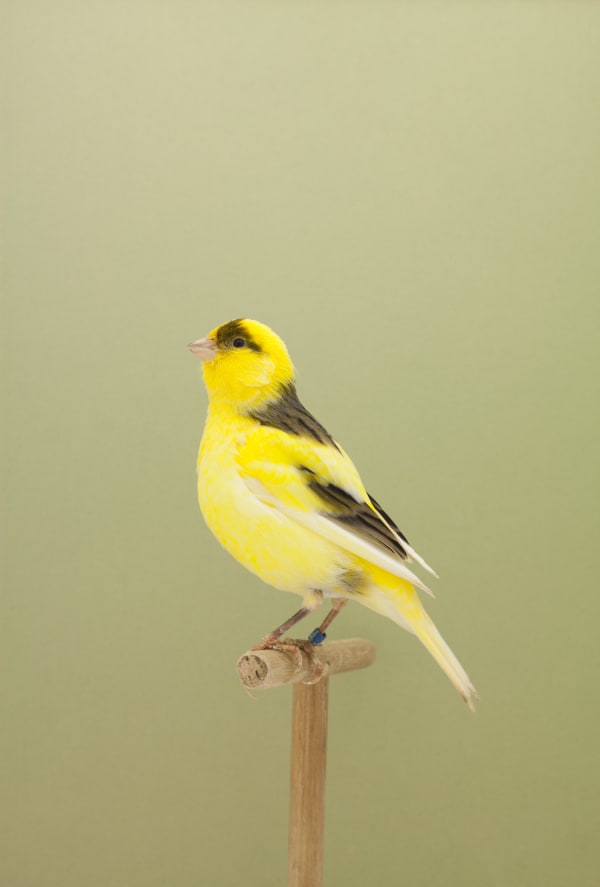 Luke Stephenson, Canary #8, 2011