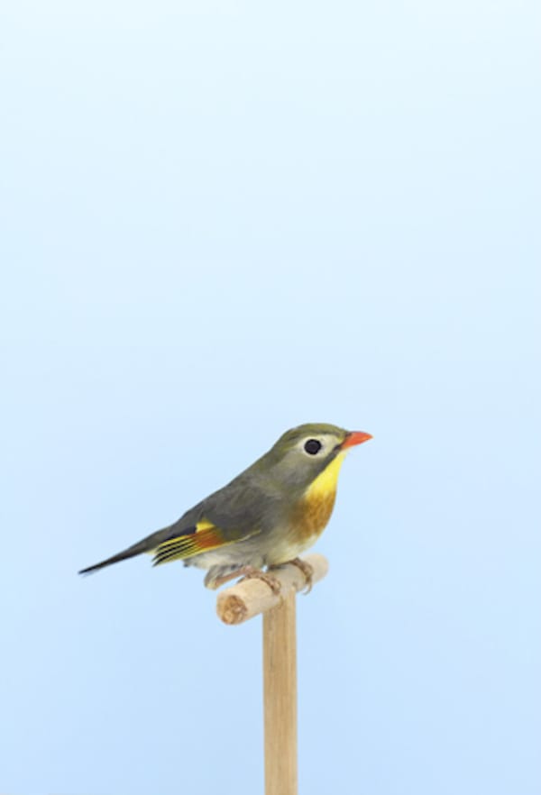 Luke Stephenson, Pekin Robin #1, 2012