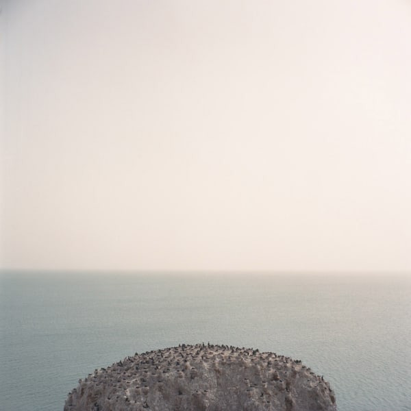 Kurt Tong, Niao Dao, 2014-2016