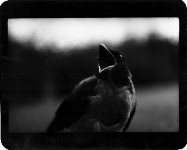 Giacomo Brunelli, Crow Shouting, 2005-2009