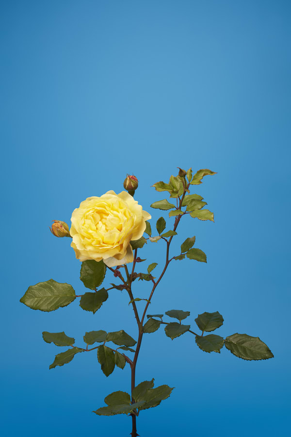 Luke Stephenson, The Poet's Wife, 2017