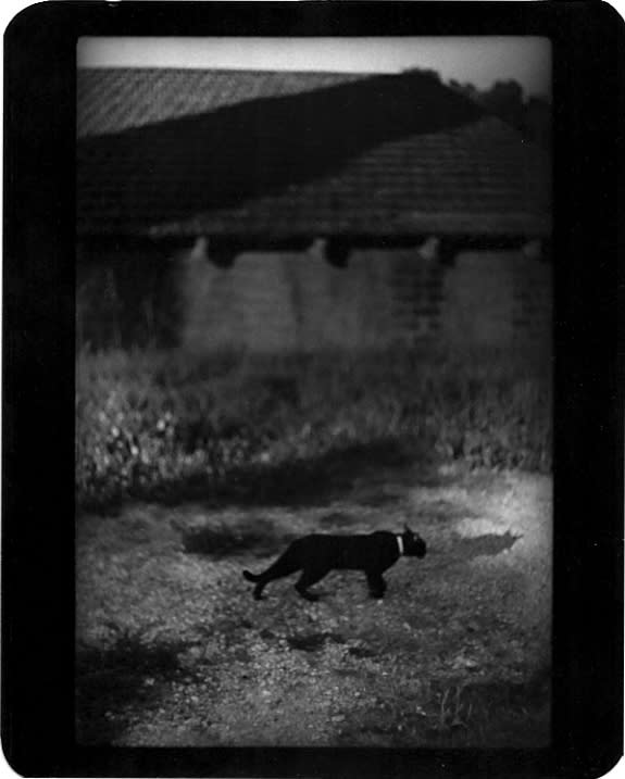 Giacomo Brunelli, Cat House, 2005-2009