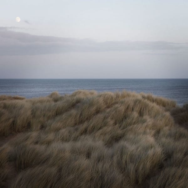 Sophie Gerrard, Marram #1, 2012