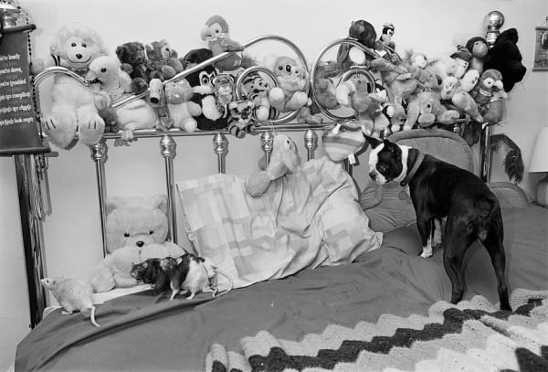 Sage Sohier, Boston Terrier on bed with rats, Jamaica Plain, Massachusetts, 1992