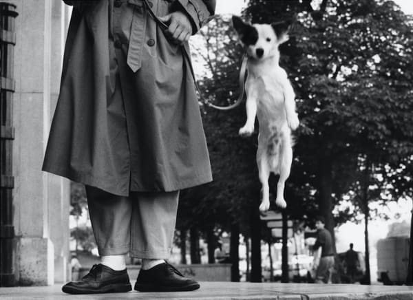 Elliott Erwitt, France, Paris (Dog jumping), 1989