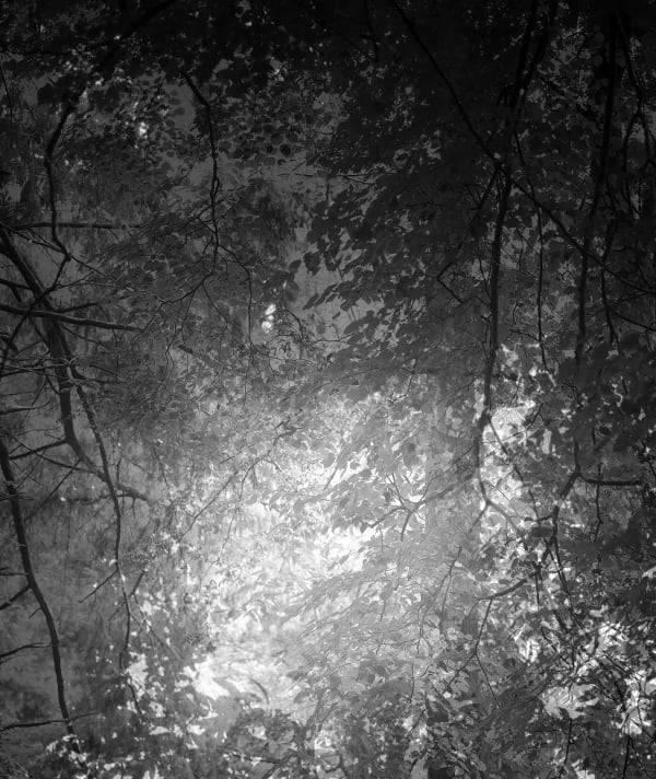 Nicholas Hughes, Verse III, #5, 2020