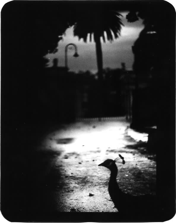 Giacomo Brunelli, Peacock, 2005-2008