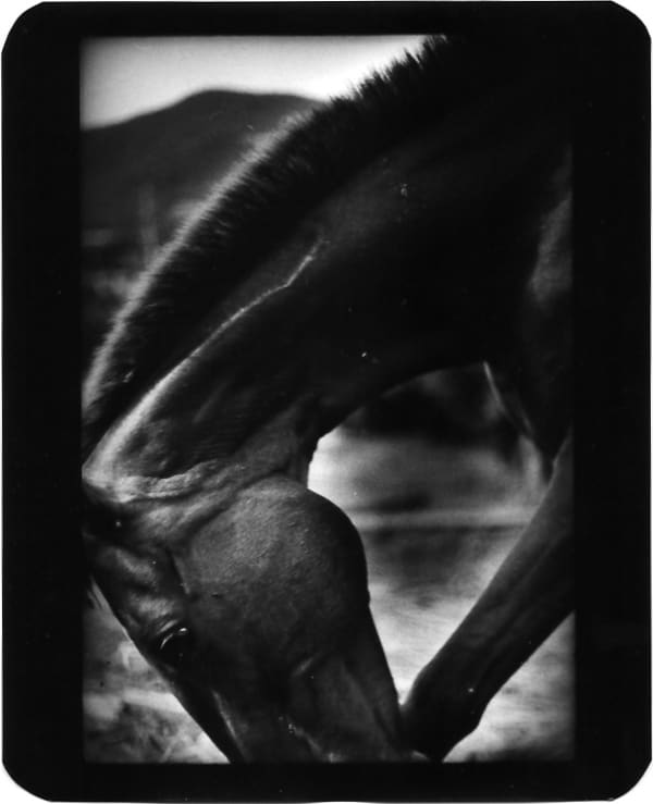 Giacomo Brunelli, Horse Foot Head, 2005-2008
