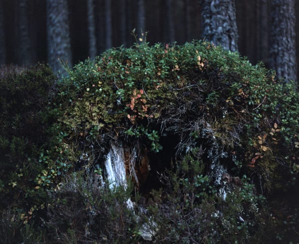 Chrystel Lebas, Re-visiting – V. vitis-idaea on remains of Pine bole in Rothiemurchus Forest – Plate n°1365 Rothiemurchus, October 2011 57°10.076’N 3°39.929’W, 2011