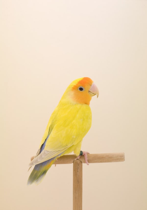 Luke Stephenson, Love Bird #1, 2008