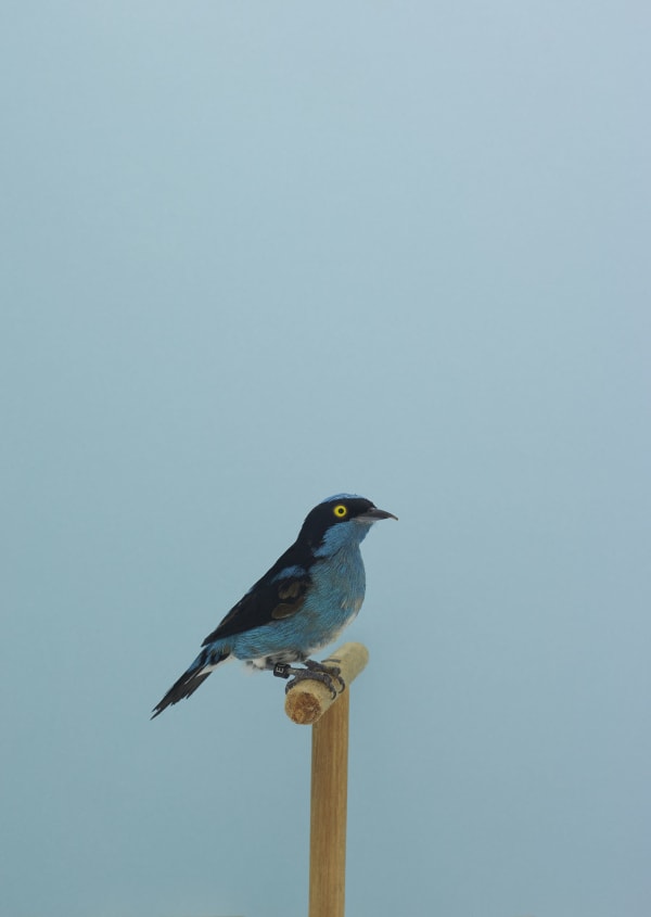 Luke Stephenson, Black-faced Dacnis #1, 2016