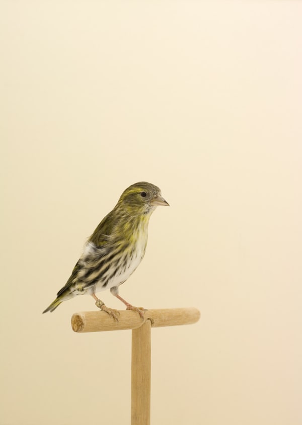 Luke Stephenson, Siskin #2, 2008