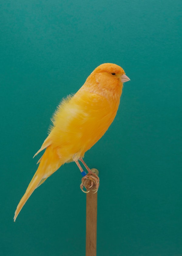 Luke Stephenson, Canary #10 (Yorkshire-Yellow), 2017