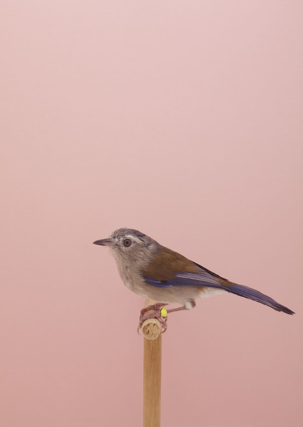 Luke Stephenson, Blue Winged Minla #1, 2016