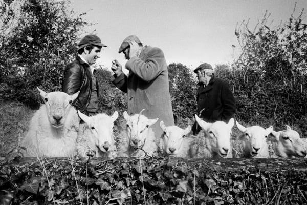Martin Parr, Manorhamilton Sheep Fair, County Leitrim, Ireland, 1981