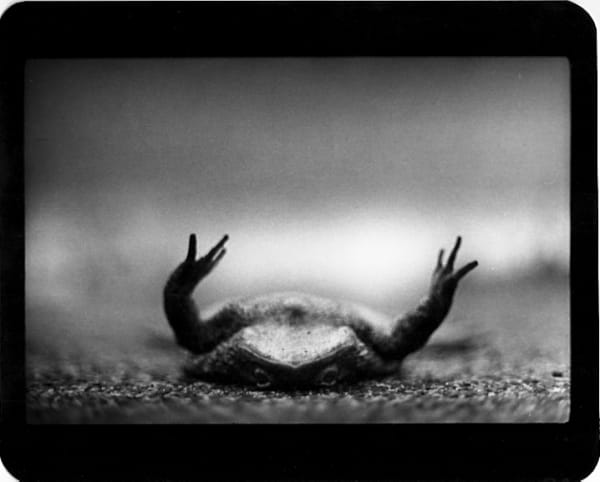 Giacomo Brunelli, Toad Upside Down, 2005-2009