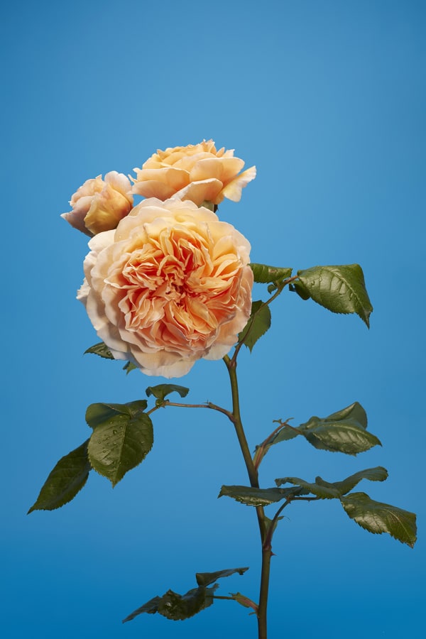Luke Stephenson, Crown Princess Margaret, 2017