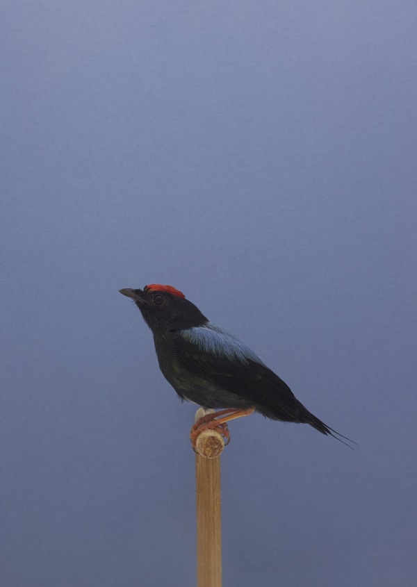 Luke Stephenson, Lance-tailed Manakin #1, 2016