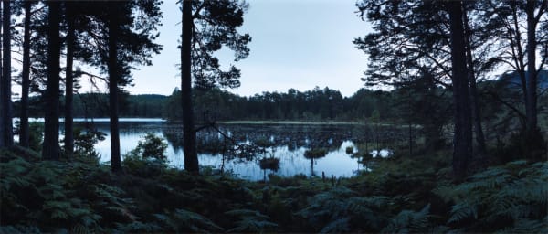 Chrystel Lebas, Re-visiting Loch an Eilein with Nuphar pumila & Pinus Plate n°1239, Aviemore, Rothiemurchus, August 2014 57°8.749’ N 3°49.010’ W, 2014