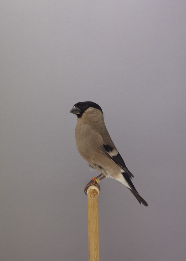 Luke Stephenson, Bullfinch #2 (female), 2016
