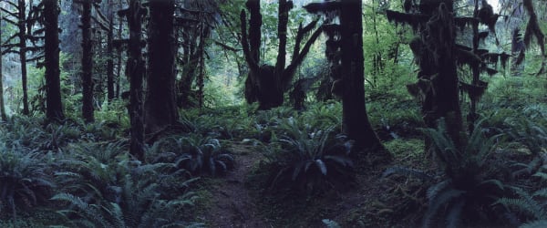 Chrystel Lebas, Regarding Forests, Hoh Rain Forest #3, Olympic National Park, 2019
