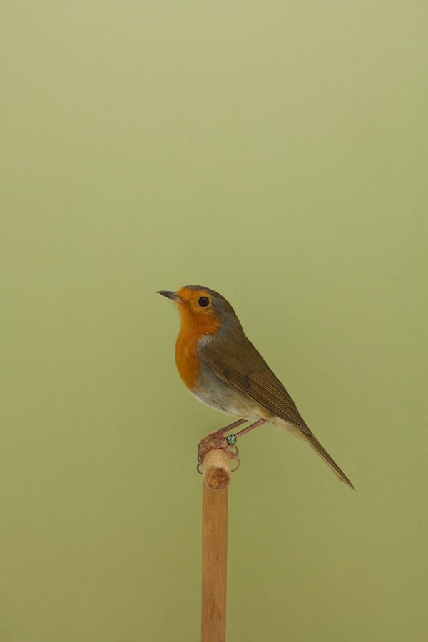 Luke Stephenson, European Robin #1, 2018