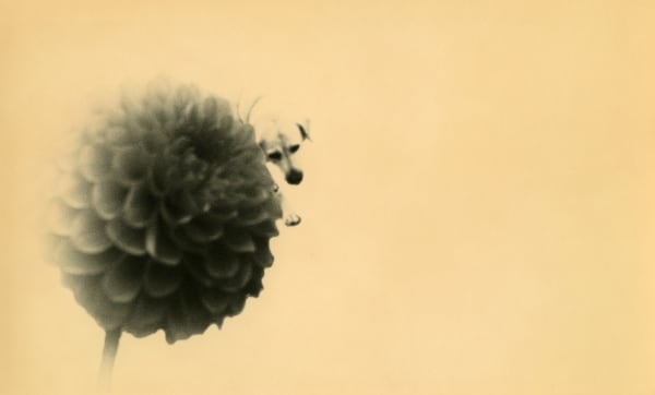 Miho Kajioka, BK0360, 2018