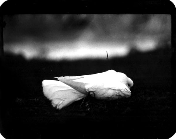 Giacomo Brunelli, Dove Hampstead Heath, 2005-2009