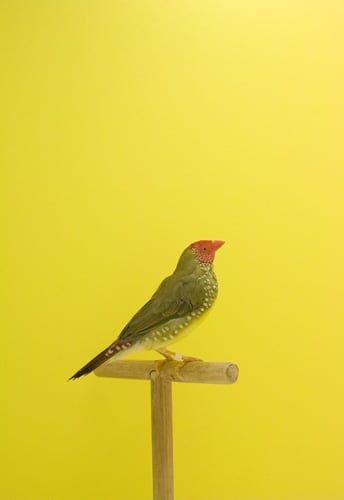 Luke Stephenson, Star Finch #2, 2009