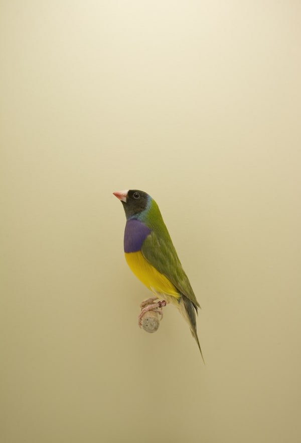 Luke Stephenson, Gouldian Finch #3, 2009