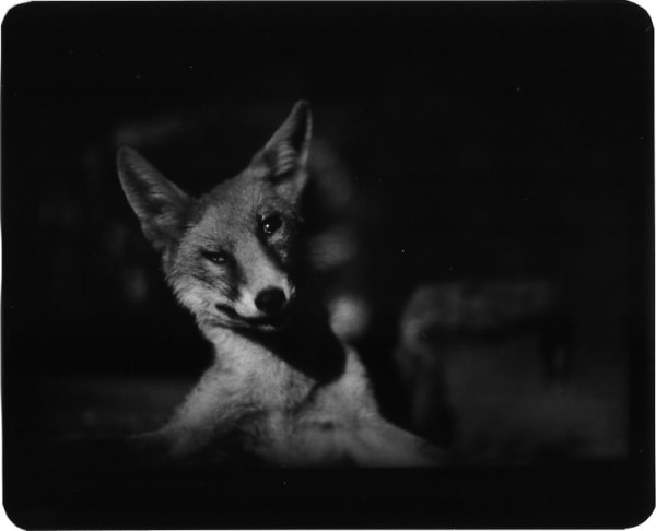 Giacomo Brunelli, Fox, 2005-2009