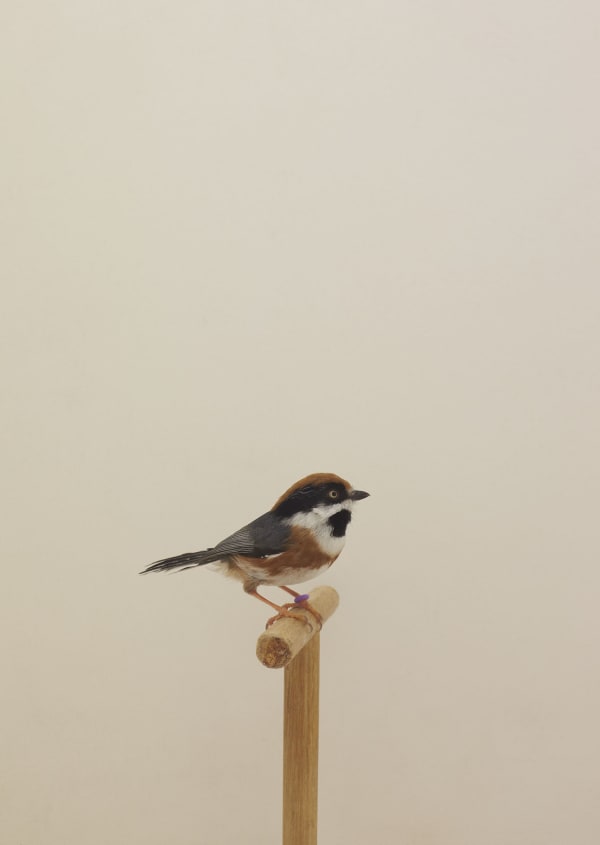 Luke Stephenson, Black-throated Bushtit #1, 2016