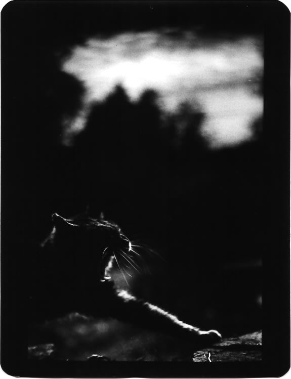Giacomo Brunelli, Cat Black Stretching, 2005-2009
