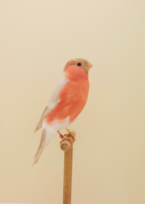 Luke Stephenson, Bullfinch (Pastel Mutation), 2018