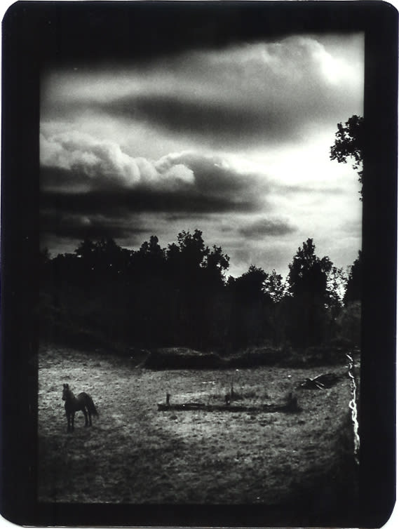 Giacomo Brunelli, Horse in Field, 2005-2008