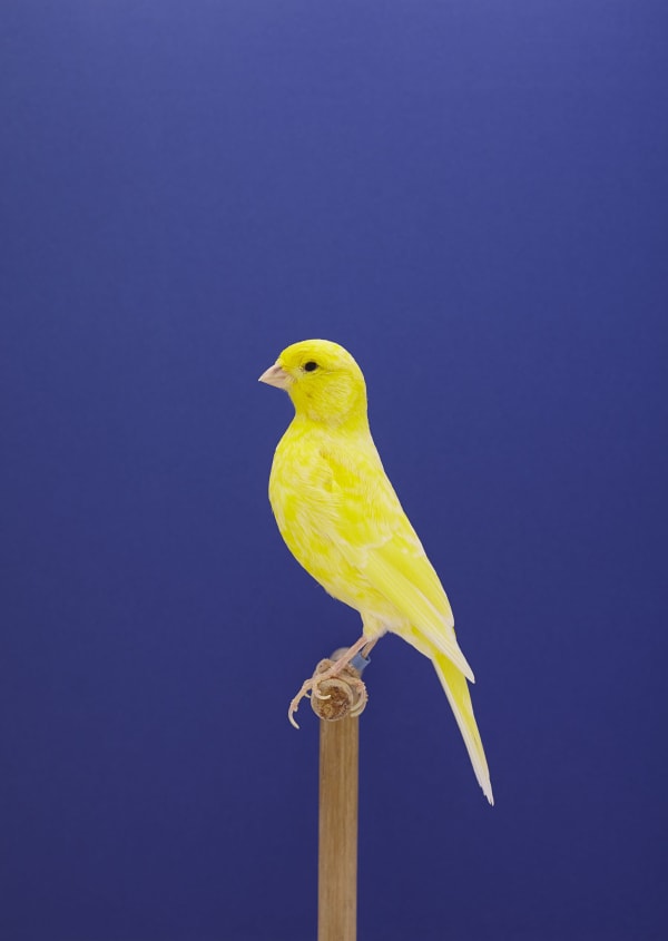 Luke Stephenson, Canary #9, 2014