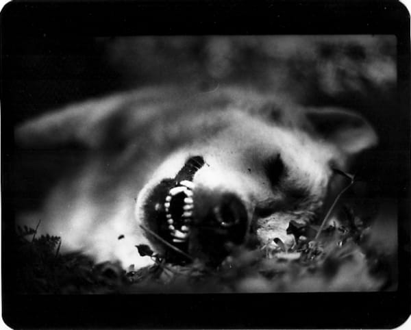 Giacomo Brunelli, Dog Dead White, 2005-2009
