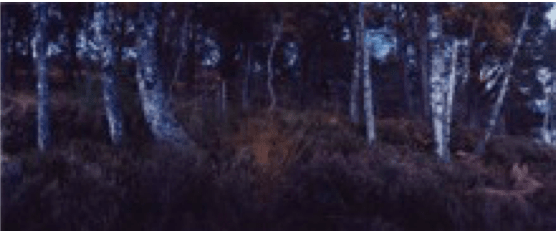 Chrystel Lebas, Re-visiting Betula alba var. parviflora wood Aviemore Plate n°1243, Aviemore, Rothiemurchus, October 201157°8.811’ N 3°50.001’ W, 2011