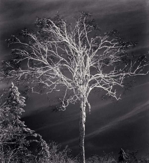 Michael Kenna, Frosted Tree, Heilongjiang, China, 2011