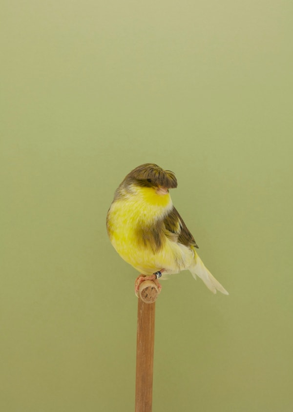 Luke Stephenson, Canary #13 (Gloster Corona-Cock), 2017