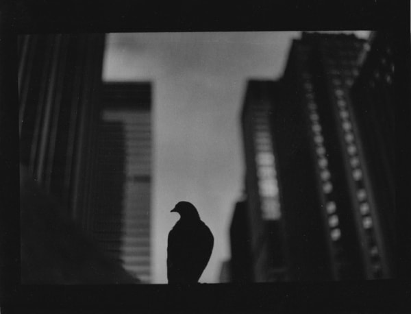 Giacomo Brunelli, Untitled (Pigeon Fifth Avenue), 2018