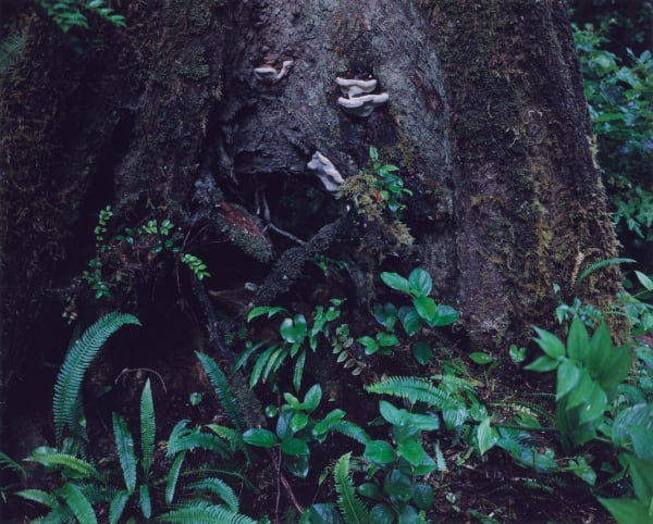 Chrystel Lebas, Regarding Forests' details, Hoh Rain Forest #62, 2019