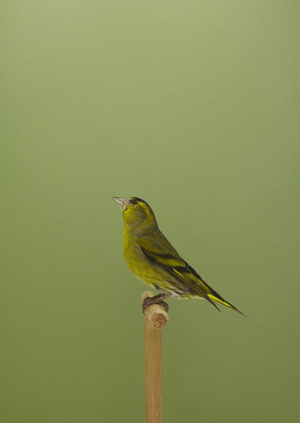Luke Stephenson, Siskin #3, 2016