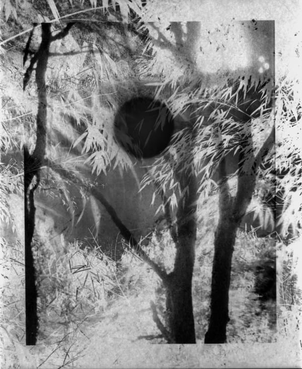 Nicholas Hughes, Verse III, #3, 2019